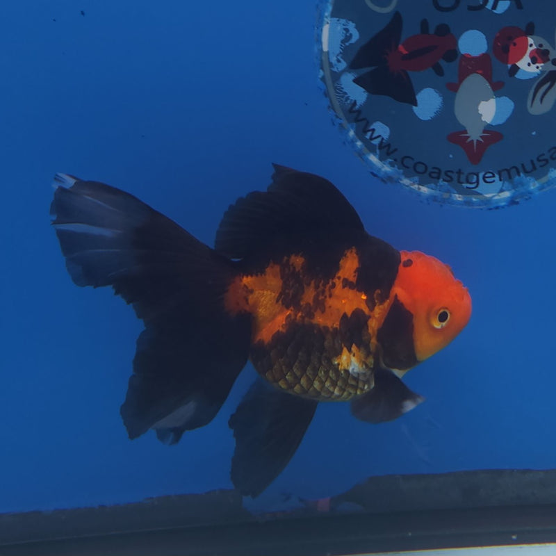 Thai Oranda Apache 3” Female (FEB-255)R3A04
