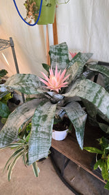 6 inch Pot- Bromelia Aechmea (Pink Flower) get similar to picture