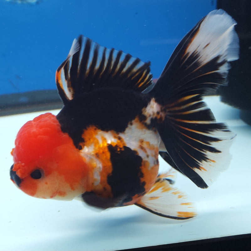 Thai Jumbo Oranda Tri-Color 5in Female (FEB-216)BLUETUB2