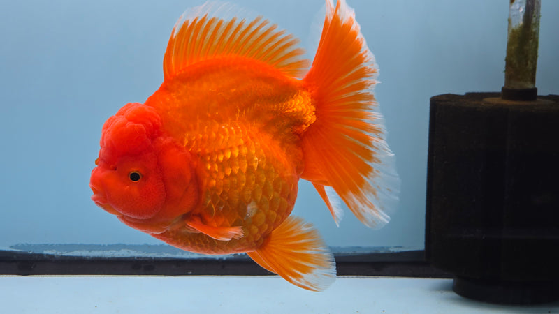 Thai Premium Super Jumbo Red/White 5.50 inch Body Oranda Female (CRP-JO1019)