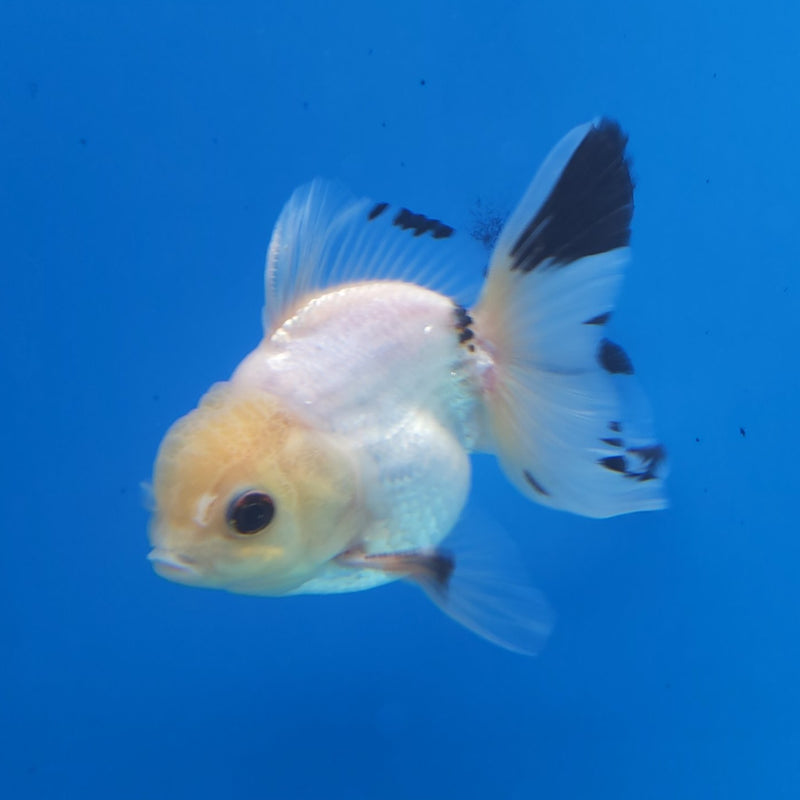 Thai Oranda Lemonhead Panda 3” Female (FEB-250)R3B04