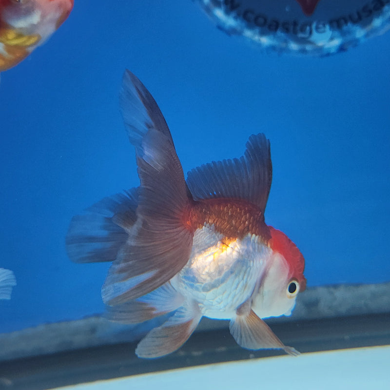 Thai Oranda Panda Red Cap 2” Body Female (FEB-174)R3A08