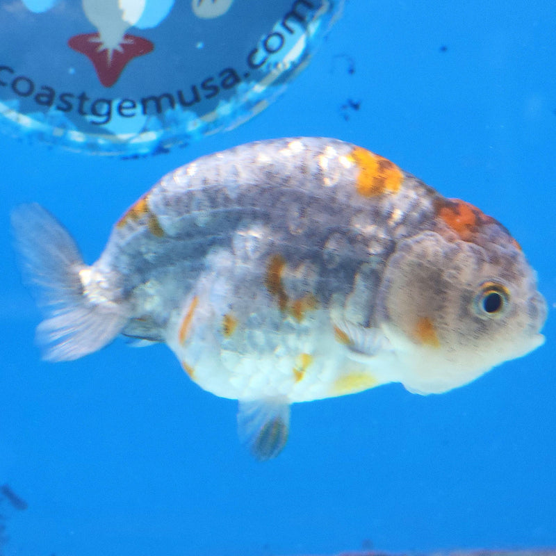 Thai Ranchu Calico 2.5in Female (FEB-342)R3A14