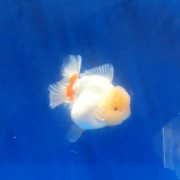 Thai Jumbo Red/White Orchid Tail Oranda 4.50” Body (CRP-JO1147)