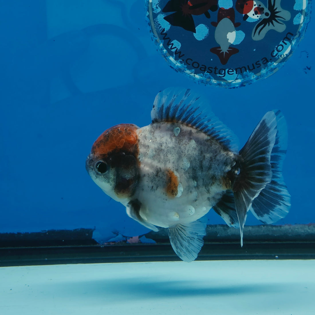 Thai Oranda Blue Calico Shogun Farm 3.5" Body Female 8mths(FEB-557)R3A02