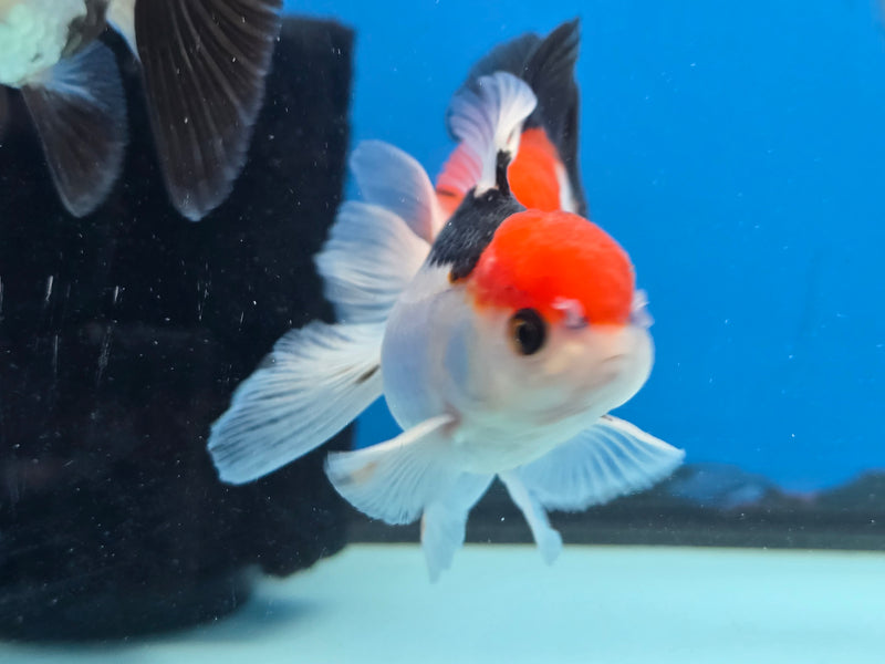 Thai Tri Color Oranda 2.50 inch Body Female (NNN-2073)R4B02