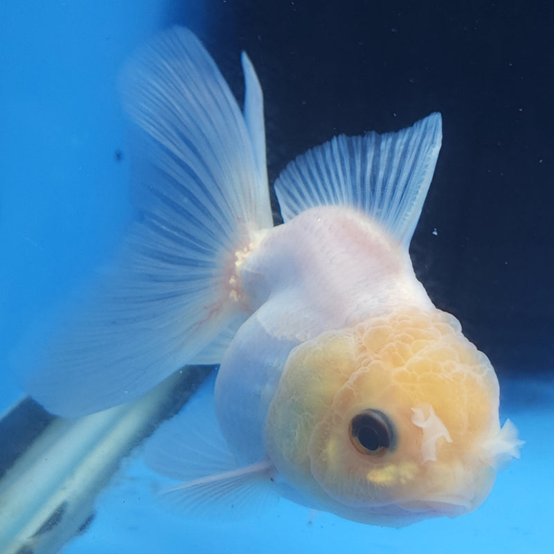 Thai Oranda White Lemonhead Platinum 2.5” Female (FEB-361)R3B20