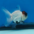 Thai Oranda Black Red Head Panda Jumbo Short body breed 2.5" Body Female 6mths(FEB-559)R3B22