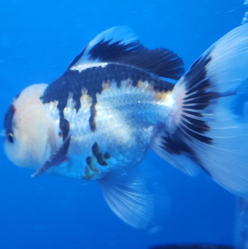 Thai Oranda Tri-Color 2.5in Male (FEB-197)R3B07