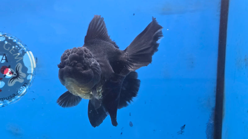 Thai Black Oranda Super Orchid Tail 3.50 inch Body Male Medium Breed (NNN-3025)R3A16