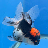 Thai Oranda Red Cap Panda 3.5" Body Female (FEB-886)R2B08