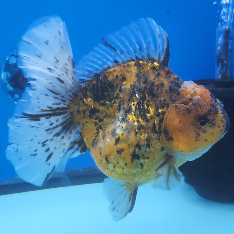 Thai Jumbo Red Calico Orchid Tail Oranda by NK THAILAND 5.00 inch Body (NKT-FEB-374)