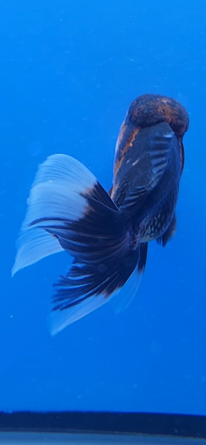 Thai Oranda Red & White Panda Tri 2.5 F (FEB-189)R3A06