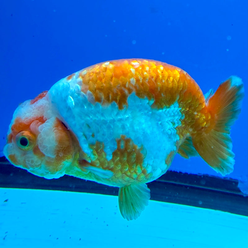 Thai Ranchu Red & White Platinum 4in Female (FEB-443)BLUETUBA