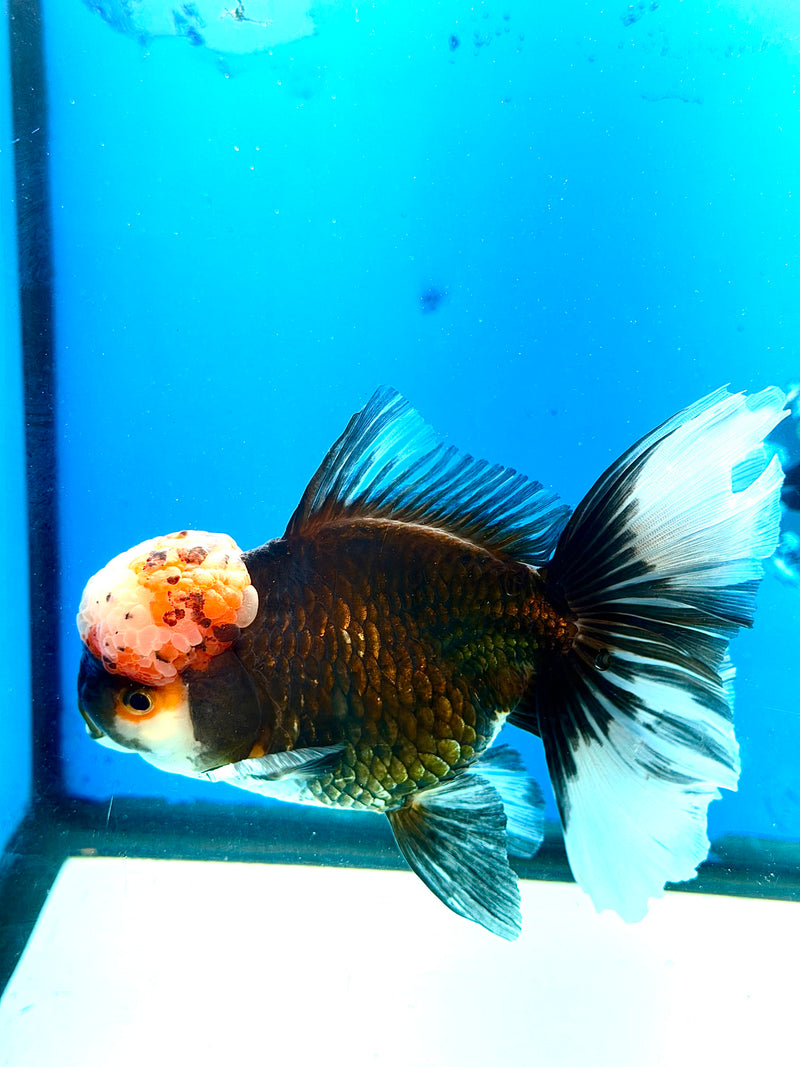 Thai Big Cap Panda Jumbo Oranda 4” Body Female(FEB-383)SHOWTANKB