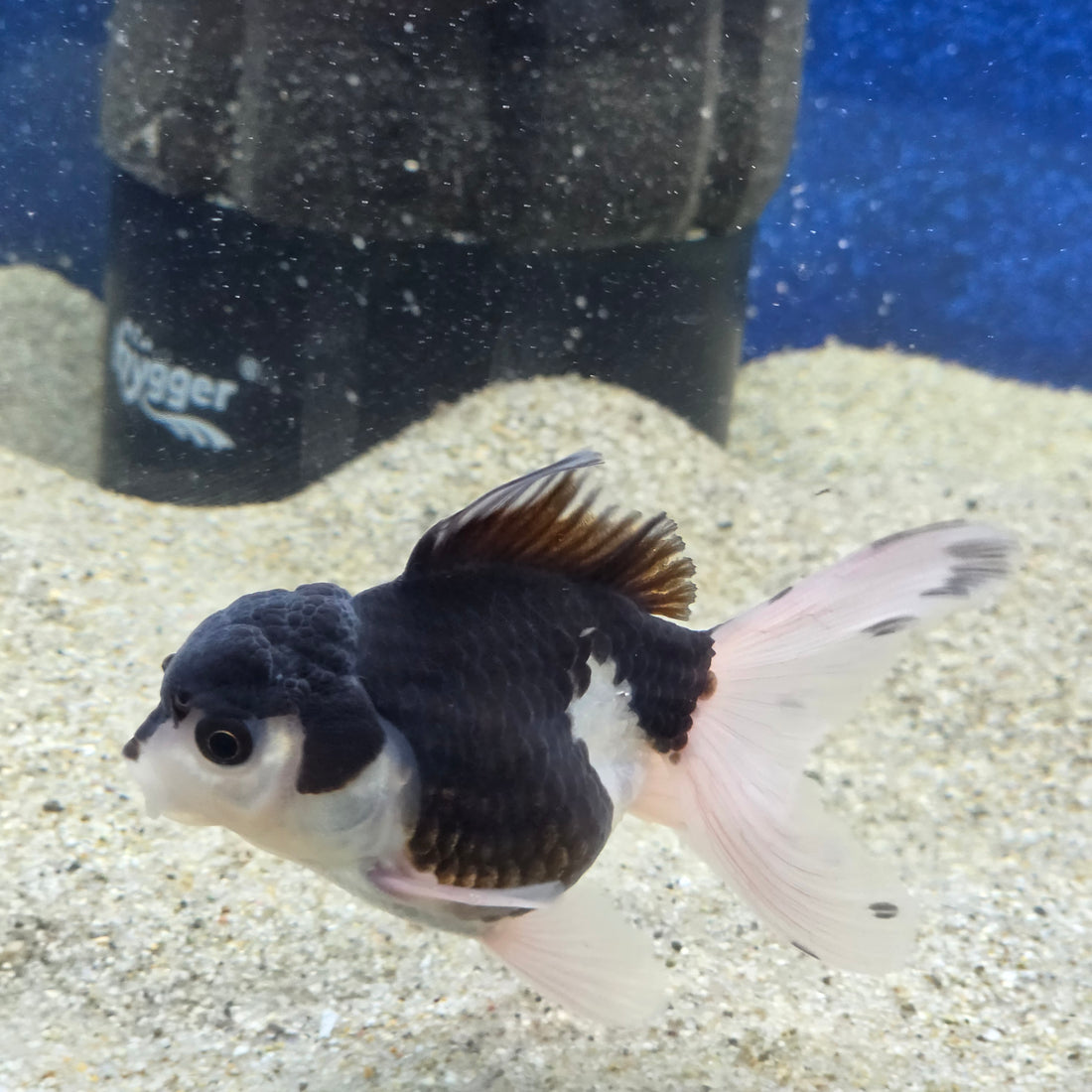 Thai Oranda Panda 2.5” male(FEB-654)R3B21
