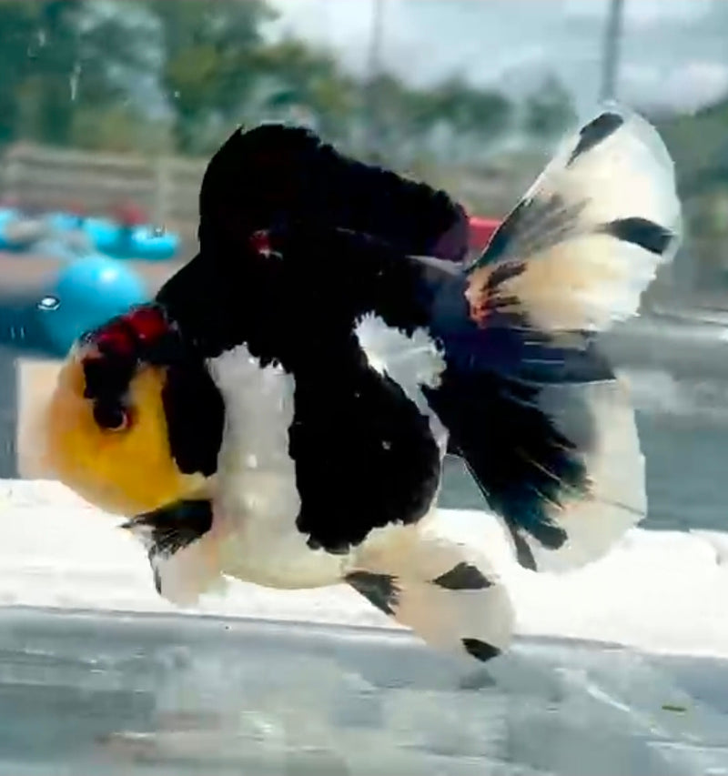 Thai Jumbo Lemon Head Panda Oranda Yuanbao 4.50 inch Body (QGF-JO1195)Showtank
