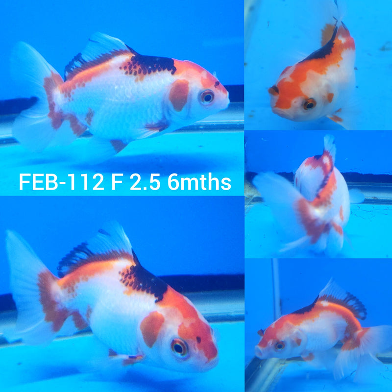 Thai Tri-Color Oranda 2.5” Body Female (FEB-112)R3B14