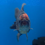 Thai Oranda Apache 3.00" Body Male (FEB-787)R1B03