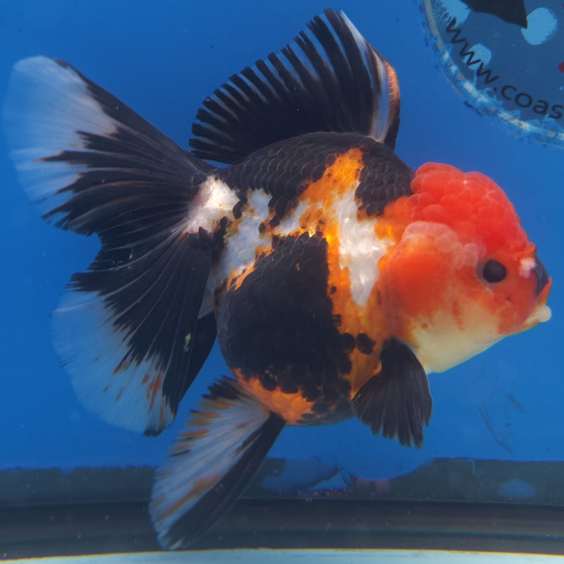 Thai Jumbo Oranda Tri-Color 5in Female (FEB-216)BLUETUB2