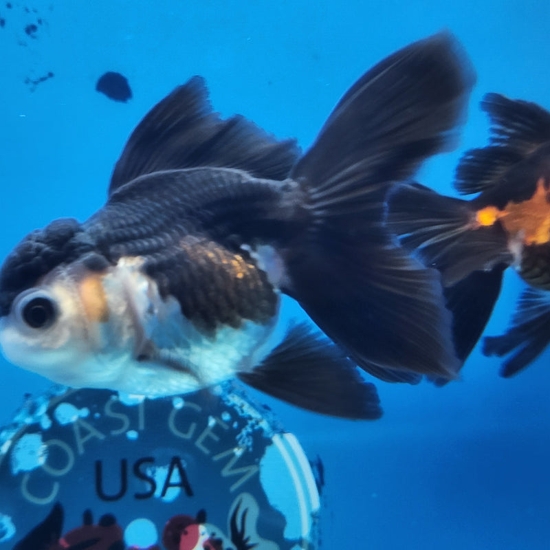 Thai Oranda Panda 2.5 M (FEB-183)R3A07