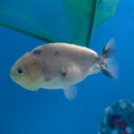 Thai Ranchu Lemonhead Sakura 2.5in Female (FEB-705)R3B18