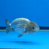 Thai Ranchu 2.50" Body Female (FEB-816)R2B05