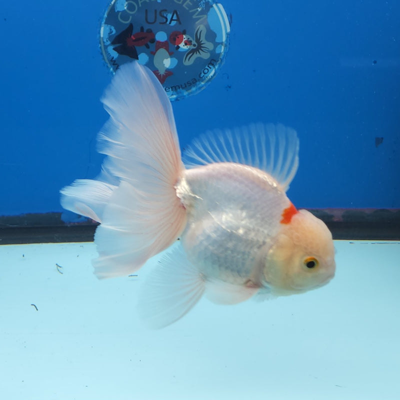 Thai Oranda Tri-Color 3.5” Female (FEB-259)R3A04