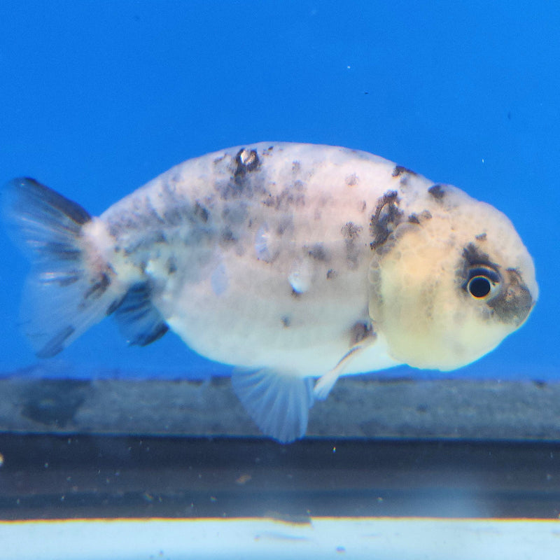 Thai Ranchu White Tiger 2.5in Female (FEB-343)R3A14