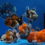 Our Choice Shogun Godzilla Yuanbao Oranda 2.50 inch Body A+ Grade (CGF)