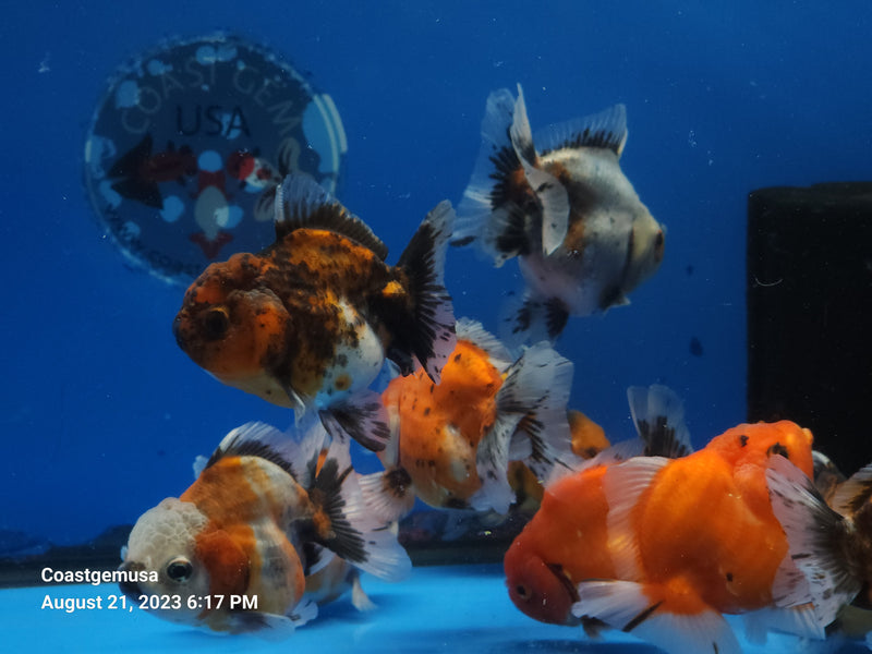 Our Choice Shogun Godzilla Yuanbao Oranda 2.50 inch Body A+ Grade (CGF)