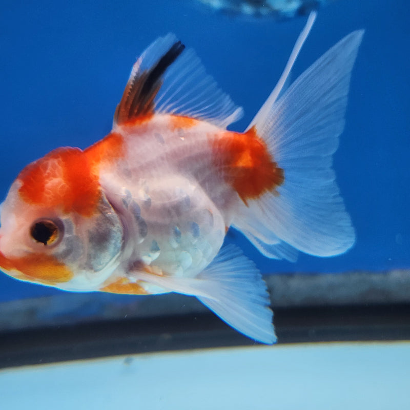Thai Oranda Red & White Sakura 2” Body Female (FEB-172)R3A08