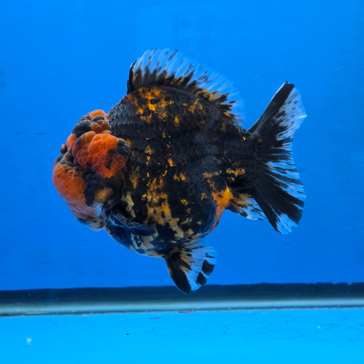 Thai Oranda Black Tiger Godzilla 4” Body Male (G-FEB-102)BlueTubB
