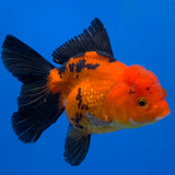 Thai Oranda Apache 3.00 inch Body Female(FEB-842)R2B07