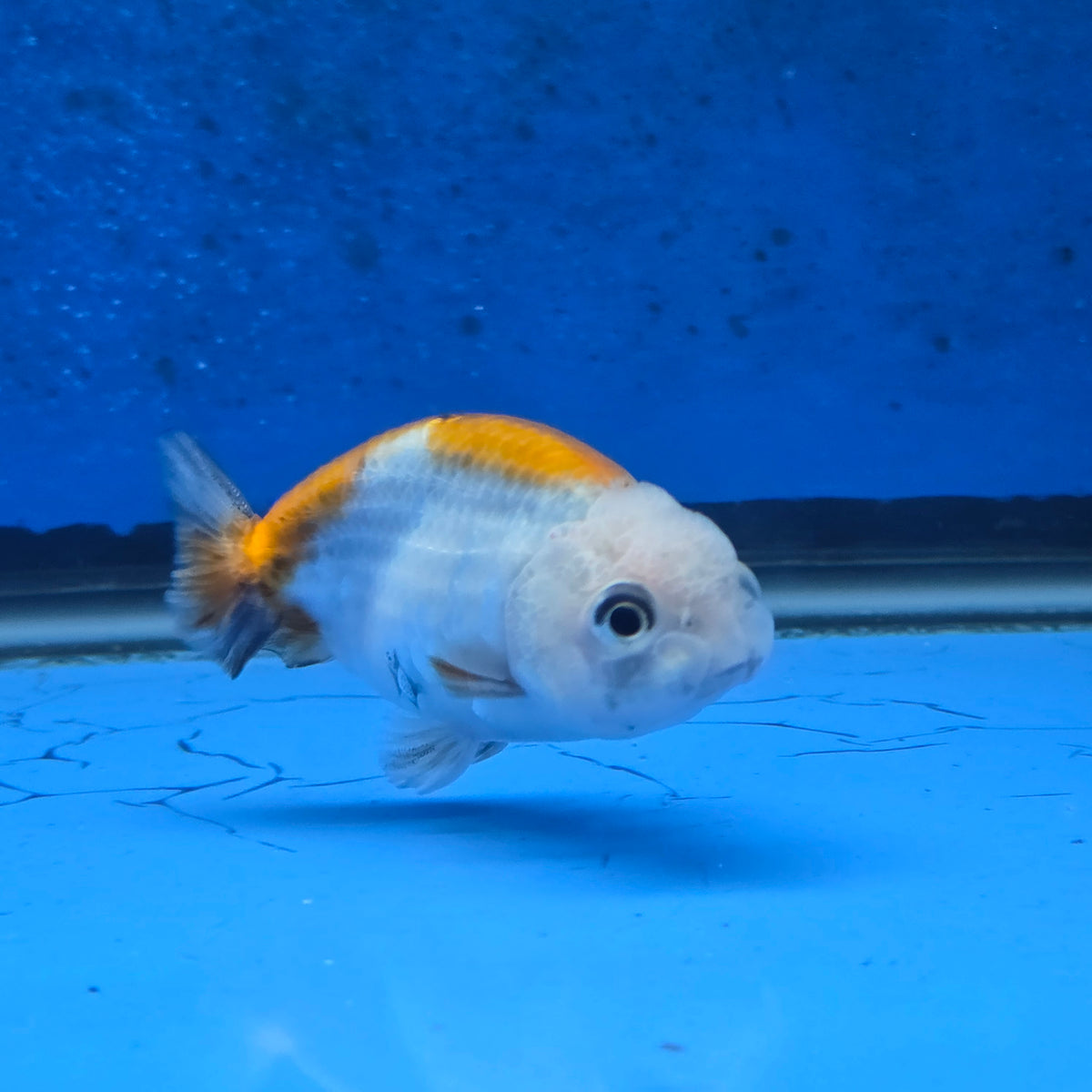 Thai Ranchu Red White Calico 2.00" Body Female (FEB-872)R2B06
