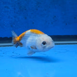 Thai Ranchu Red White Calico 2.00" Body Female (FEB-872)R2B06
