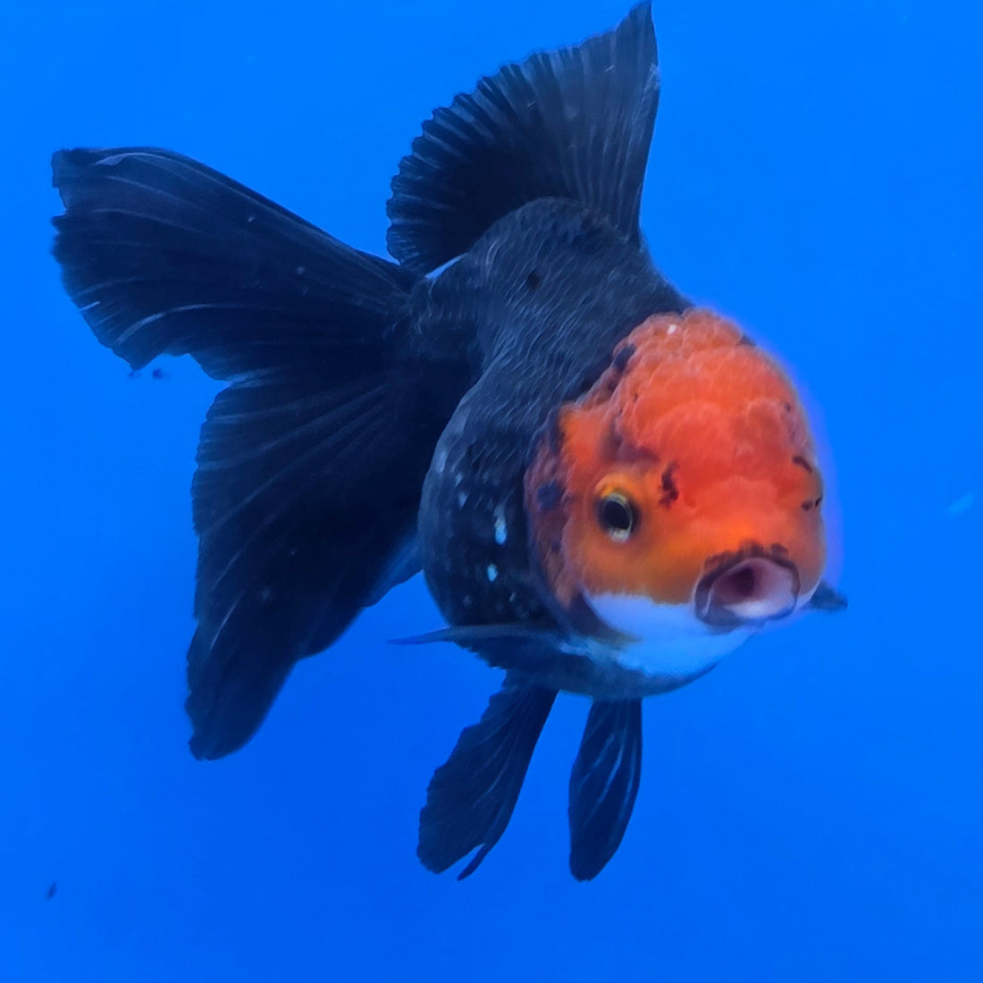 Thai Oranda Red Cap Black 2.75" Body Female (FEB-743)R2B01