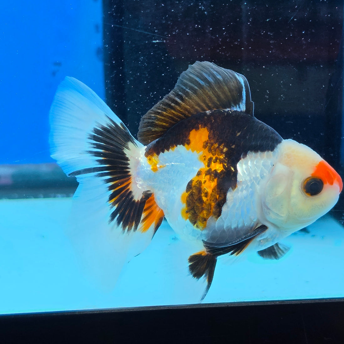 Thai Oranda Tri Color 3 in Body Male (FEB-522)R3A07