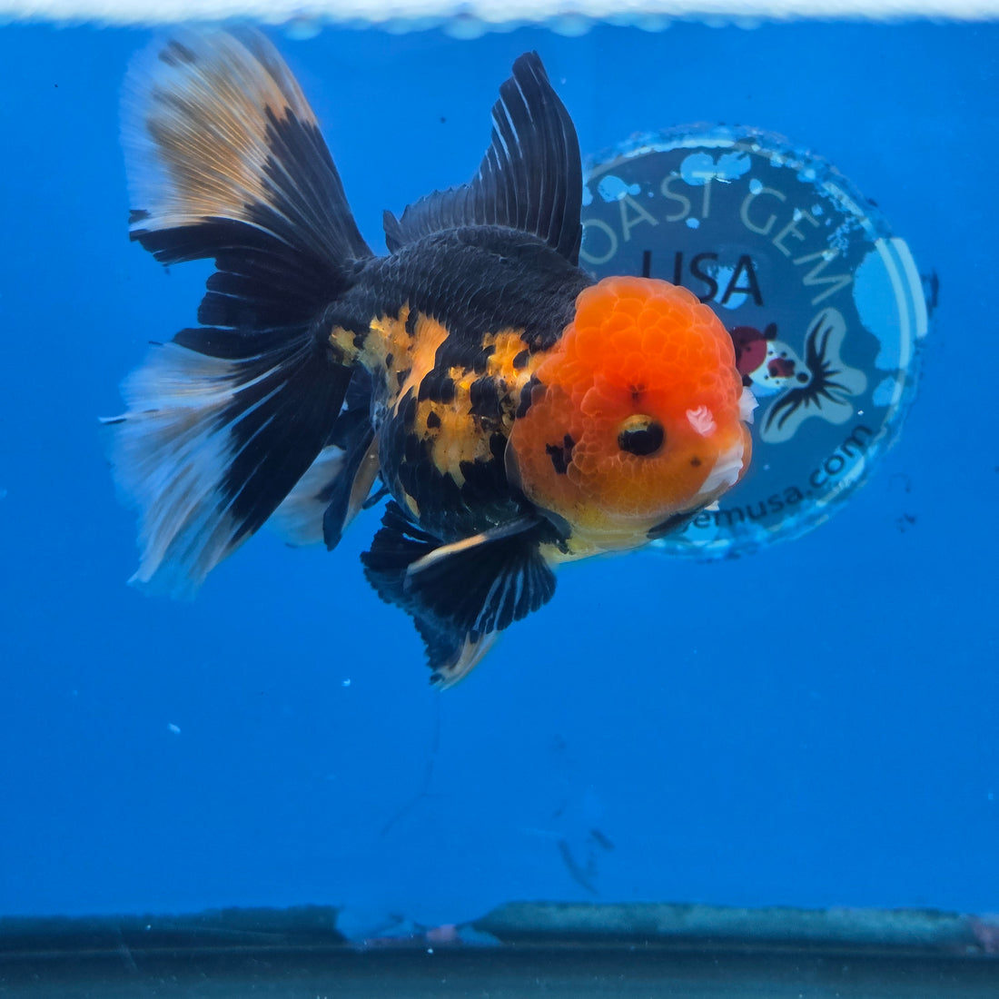 Thai Oranda Apache 4" Body male 9mths(FEB-575)R2A02