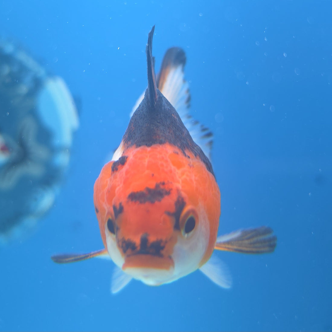 Thai Oranda Tri-Color 2.5” Female(FEB-664)R3B04