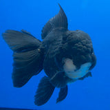 Thai Oranda Super Black 3.5" Body Female (FEB-852)R2A06