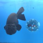 Thai Ranchu Super Black 3.5” Female(FEB-665)R3B04