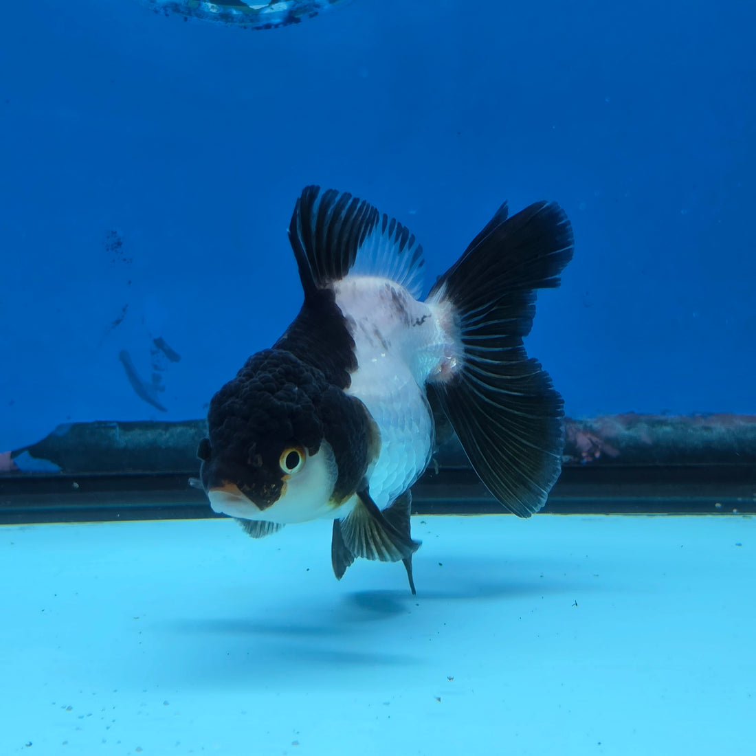 Thai Oranda Panda 3 in Body Female (FEB-519)R3A08