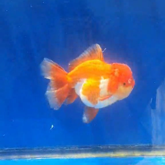 Thai Jumbo Red/White Orchid Tail Oranda 4.50” Body (CRP-JO1150)