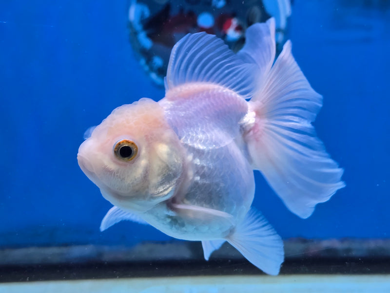 Thai Lemon Head White Oranda Orchid Tail Medium Breed 3.00 inch Body Female (NNN-2068)R1A05