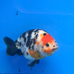 Chinese Ranchu Tiger Calico 4in Male (FEB-283)BLUETUBC