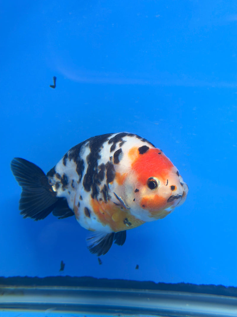 Chinese Ranchu Tiger Calico 4in Male (FEB-283)BLUETUBC