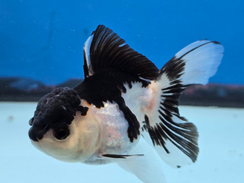 Thai Panda Oranda 2.50 inch Body Female (NNN-2074)R4B06