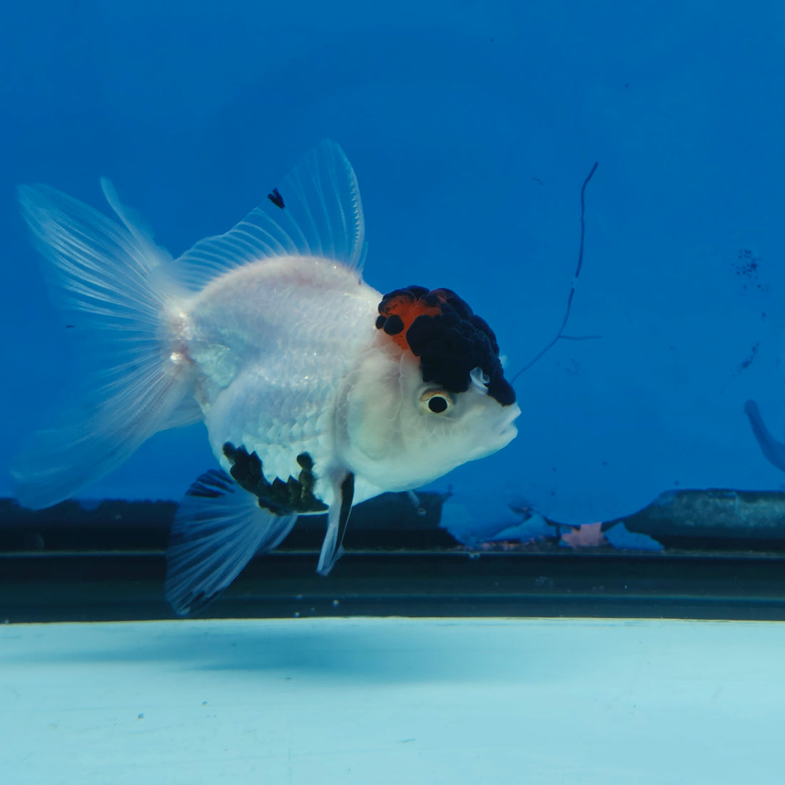 Thai Oranda Black Red Head Panda Jumbo Short body breed 2.5" Body Female 6mths(FEB-559)R3B22