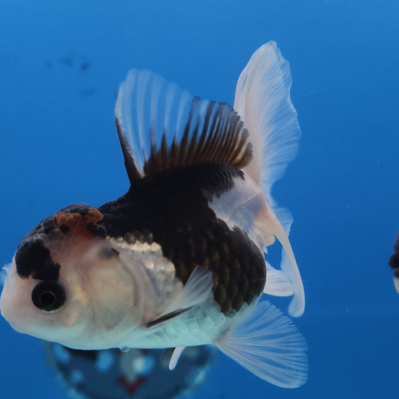 Thai Oranda Panda Tri-Color 2.5 F (FEB-185)R3A07